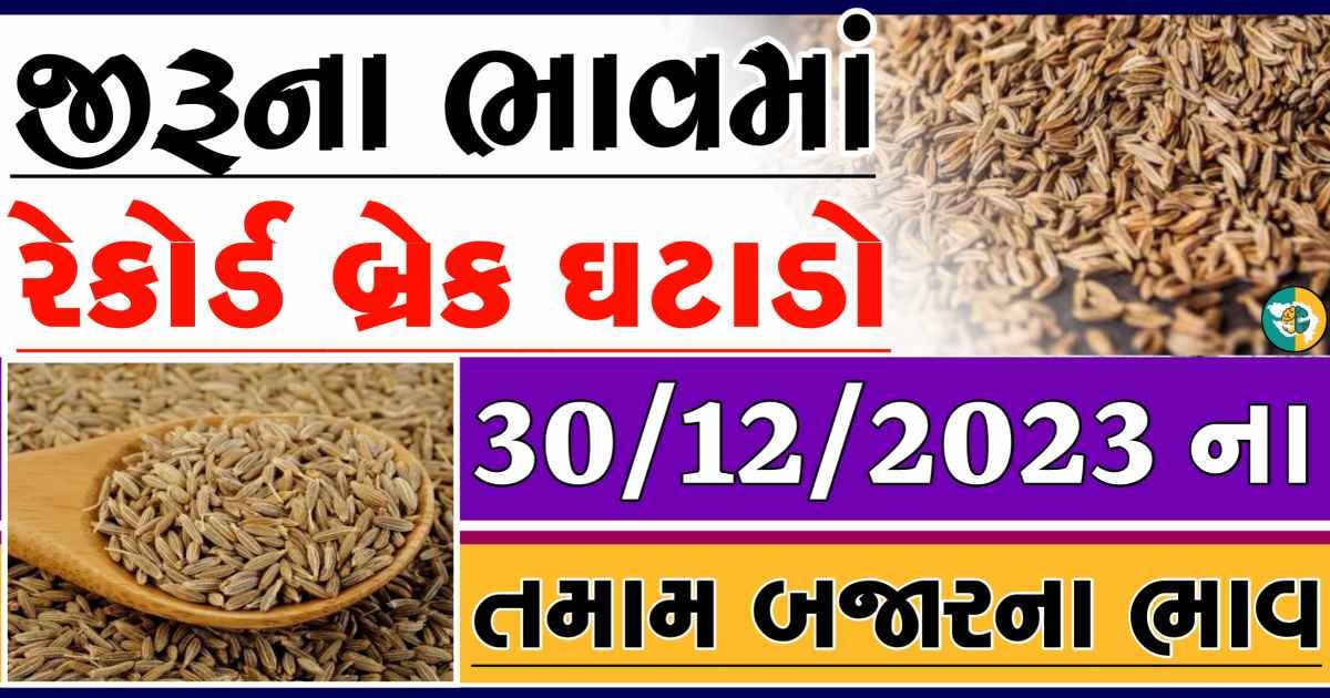 Today 30/12/2023 Jiru Apmc Rate આજના જીરુના બજાર ભાવ gkmarugujarat.com