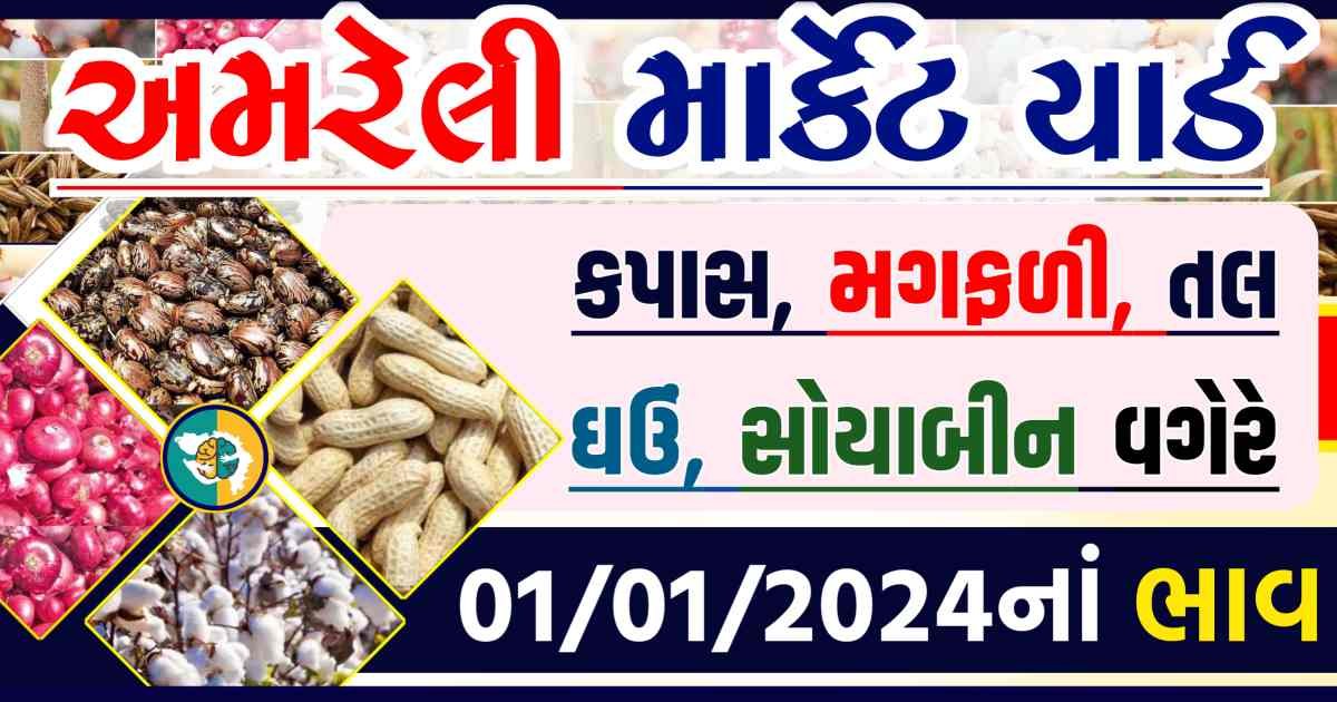 Today 01/01/2024 Amreli Apmc Rate આજના અમરેલીના બજાર ભાવ Gkmarugujarat.com