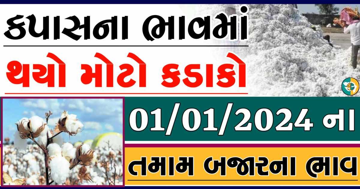 Today 01/01/2024 Cotton Apmc Rate gkmarugujarat.com