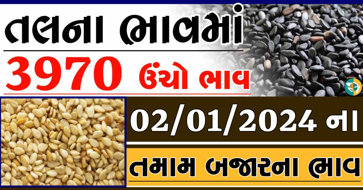 Today 02/01/2024 Sesame Apmc Rate આજના સફેદ અને કાળા તલના બજાર ભાવ Gkmarugujarat.com