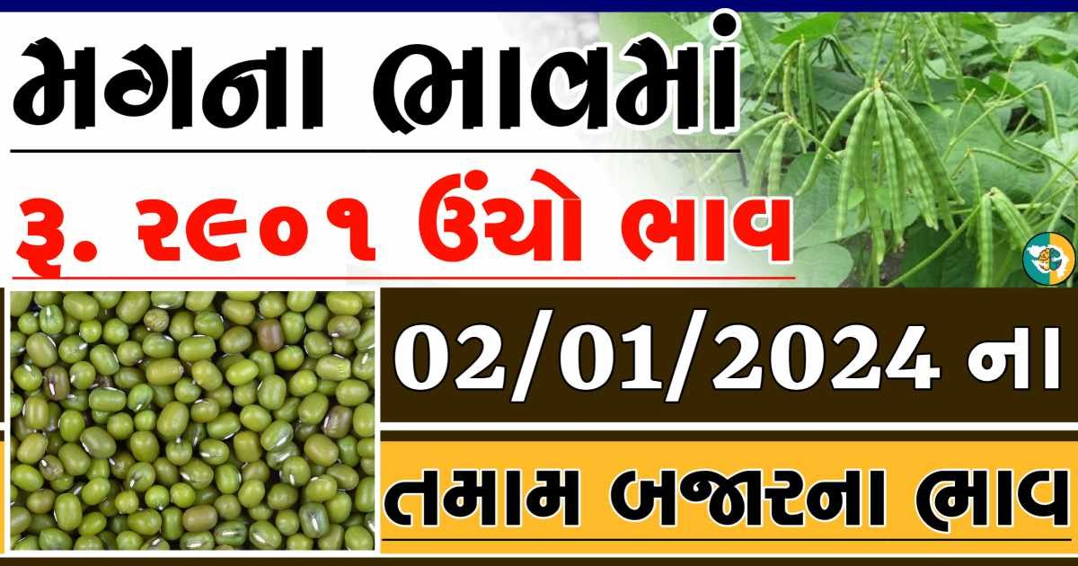 Today 02/01/2024 Mag Apmc Rate આજના મગના બજાર ભાવ gkmarugujarat.com