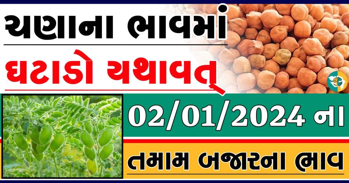 Today 02/01/2024 Chickpeas Apmc Rate આજના ચણાના બજાર ભાવ gkmarugujarat.com