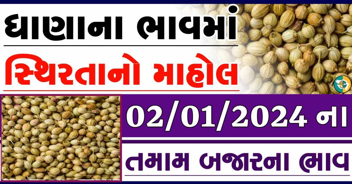 Today 02/01/2024 Coriander Apmc Rate આજના ધાણાના બજાર ભાવ gkmarugujarat.com