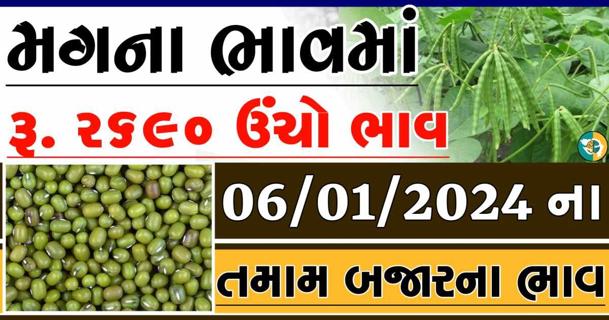 Today 06/01/2024 Mag Apmc Rate આજના મગના બજાર ભાવ gkmarugujarat.com