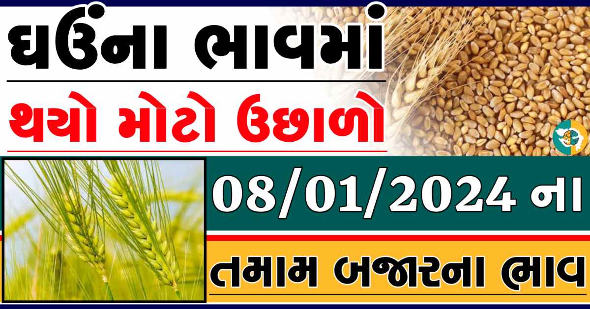 Today 08/01/2023 Wheat Apmc Rate આજના લોકવન અને ટુકડા ઘઉંના બજાર ભાવ gkmarugujarat.com