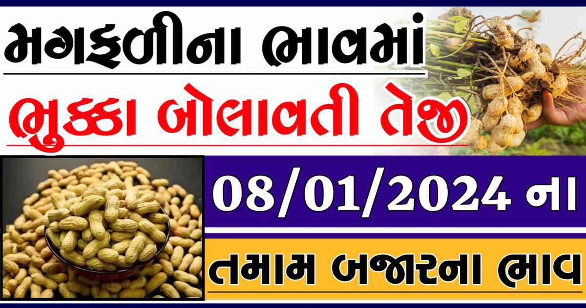 Today 08/01/2024 Peanuts Apmc Rate આજના જાડી અને જીણી મગફળીના બજાર ભાવ Gkmarugujarat.com