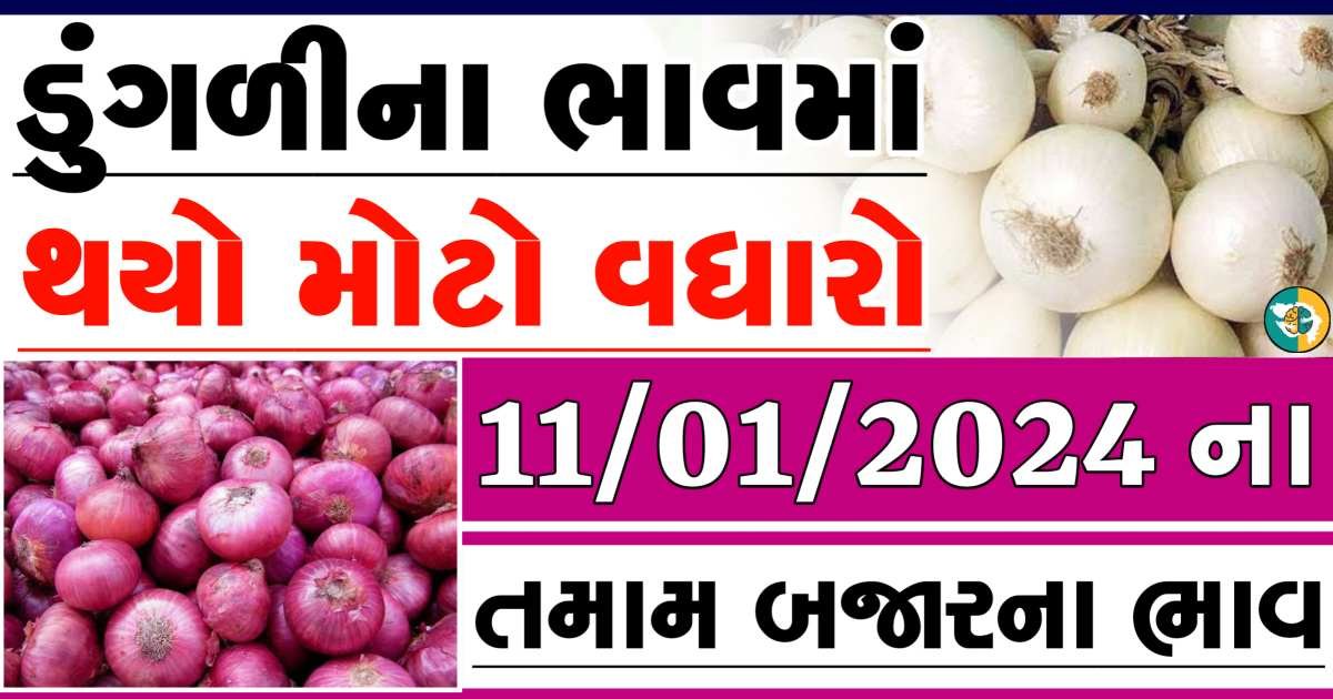 Today 11/01/2024 Onion Apmc Rate આજના લાલ અને સફેદ ડુંગળીના બજાર ભાવ Gkmarugujarat.com