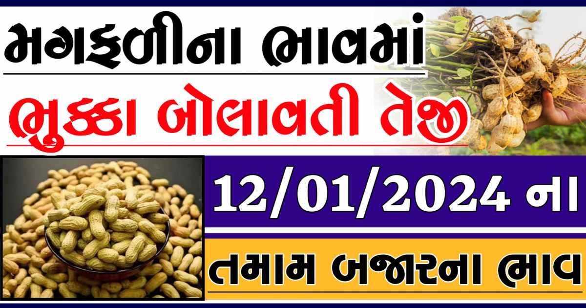 Today 12/01/2024 Peanuts Apmc Rate આજના જાડી અને જીણી મગફળીના બજાર ભાવ Gkmarugujarat.com