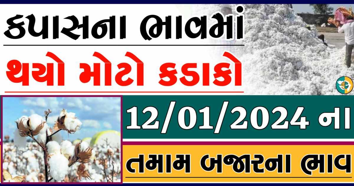 Today 12/01/2024 Cotton Apmc Rate gkmarugujarat.com