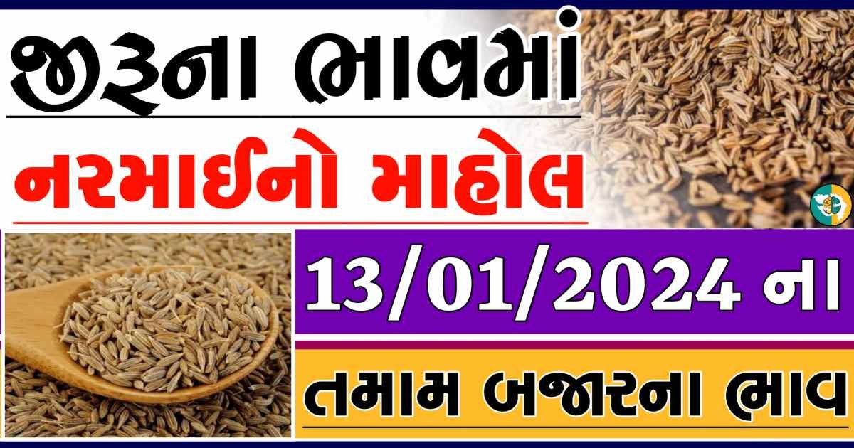 Today 13/01/2024 Jiru Apmc Rate આજના જીરુના બજાર ભાવ gkmarugujarat.com