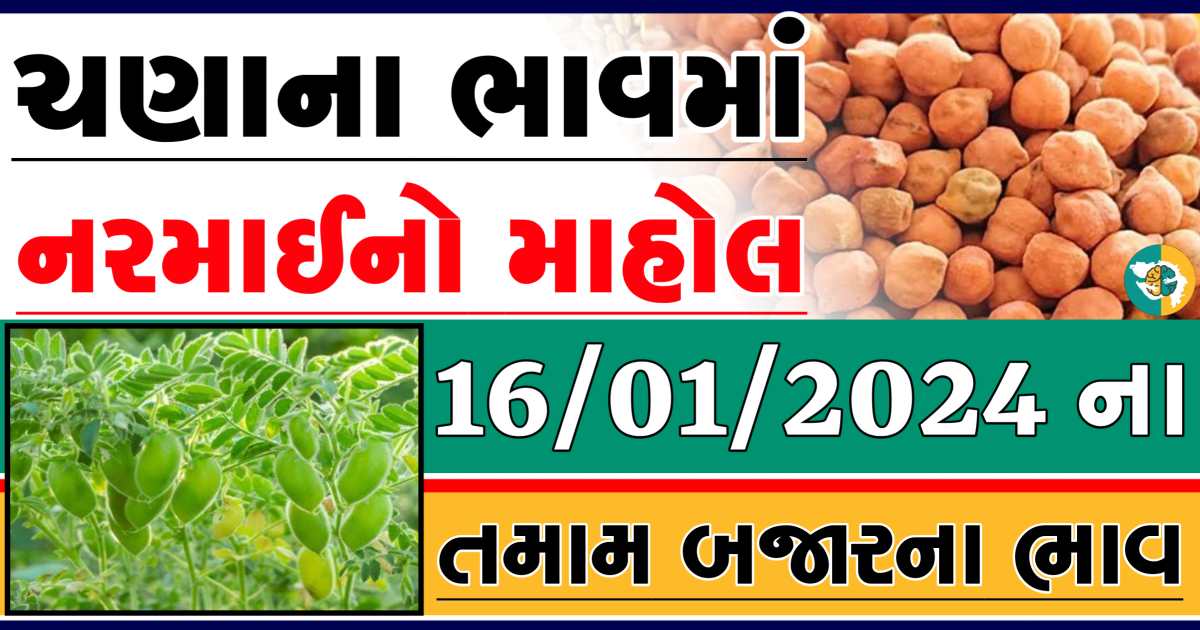 Today 16/01/2024 Chickpeas Apmc Rate આજના ચણાના બજાર ભાવ gkmarugujarat.com