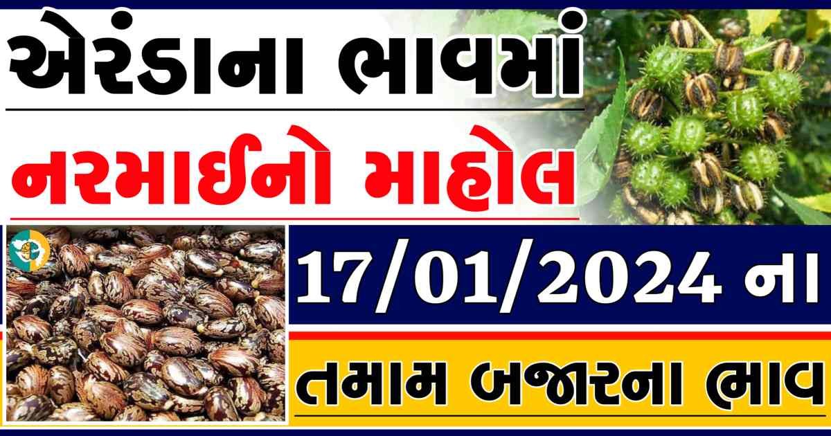 Today 17/01/2024 Eranda Apmc Rate આજના એરંડાના બજાર ભાવ gkmarugujarat.com