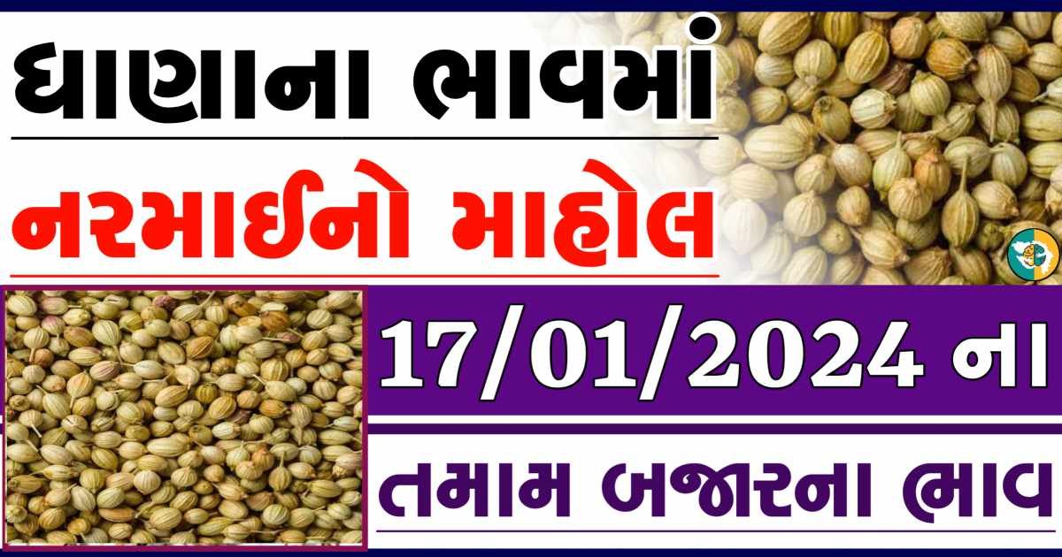 Today 17/01/2024 Coriander Apmc Rate આજના ધાણાના બજાર ભાવ gkmarugujarat.com