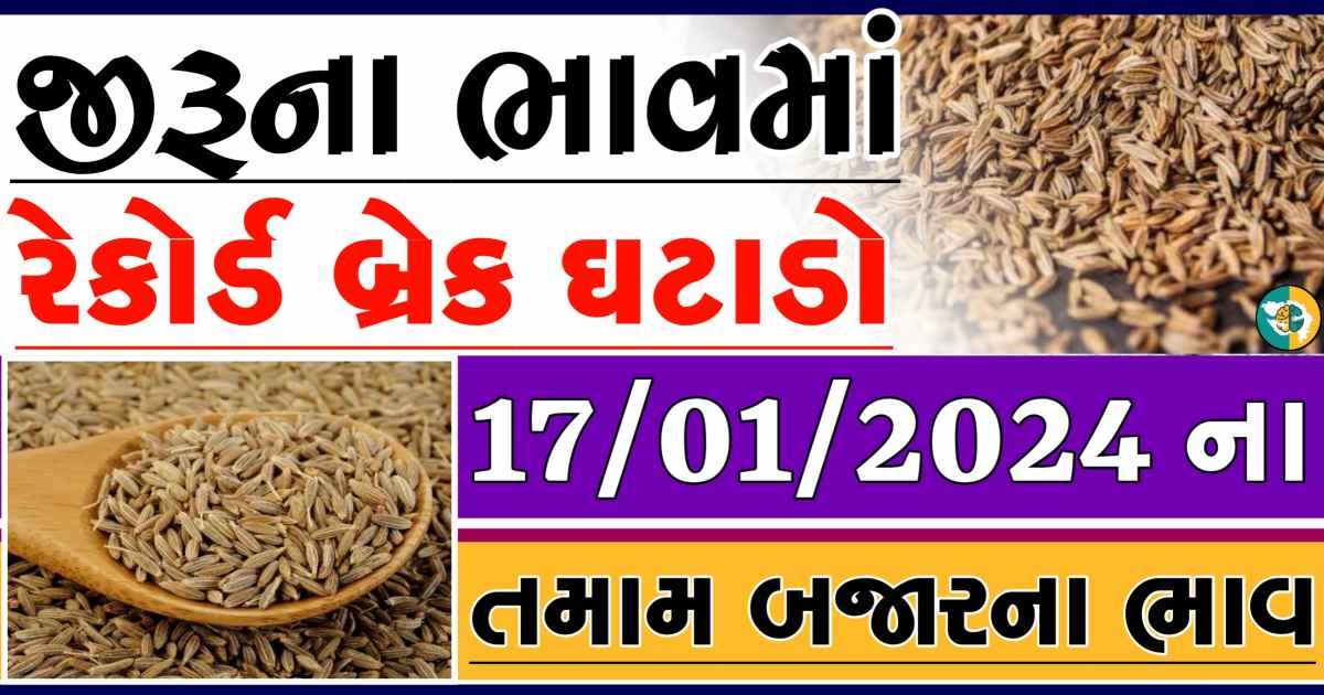 Today 17/01/2024 Jiru Apmc Rate આજના જીરુના બજાર ભાવ gkmarugujarat.com