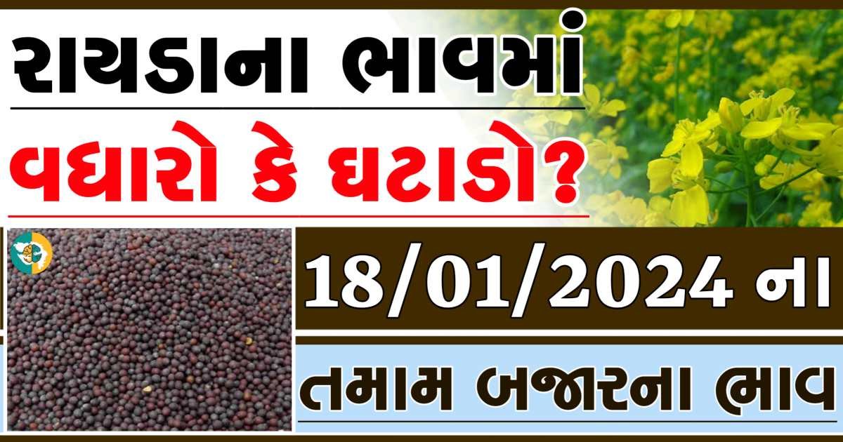 Today 18/01/2024 Rayda Apmc Rate આજના રાયડાના બજાર ભાવ gkmarugujarat.com