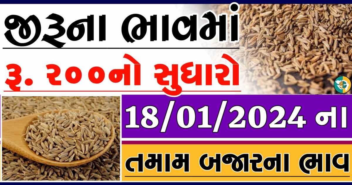 Today 18/01/2024 Jiru Apmc Rate આજના જીરુના બજાર ભાવ gkmarugujarat.com