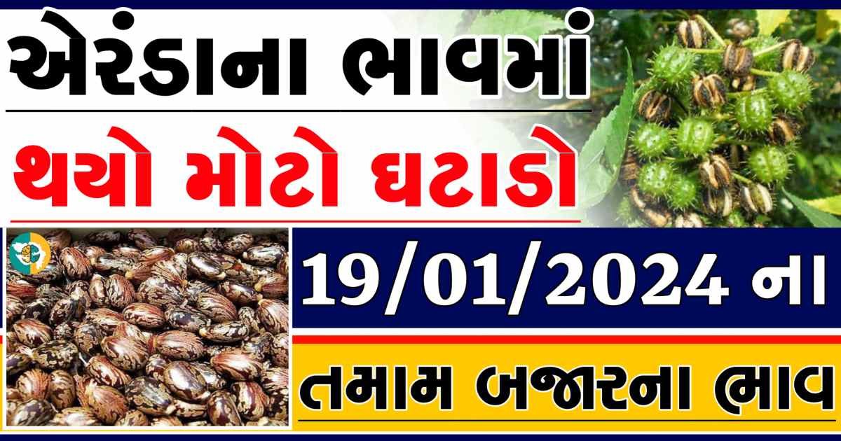 Today 19/01/2024 Eranda Apmc Rate આજના એરંડાના બજાર ભાવ gkmarugujarat.com