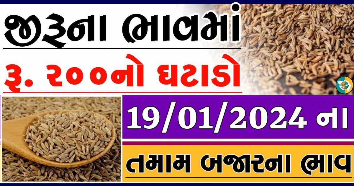 Today 19/01/2024 Jiru Apmc Rate આજના જીરુના બજાર ભાવ gkmarugujarat.com