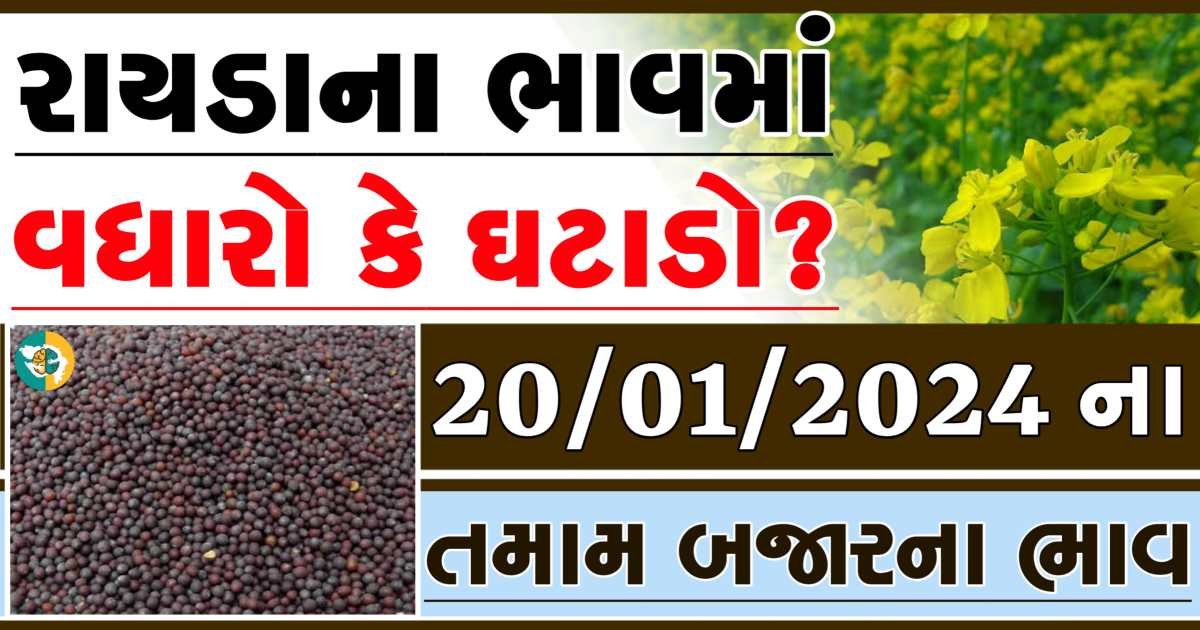 Today 20/01/2024 Rayda Apmc Rate આજના રાયડાના બજાર ભાવ gkmarugujarat.com