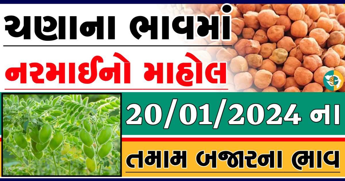 Today 19/01/2024 Chickpeas Apmc Rate આજના ચણાના બજાર ભાવ gkmarugujarat.com