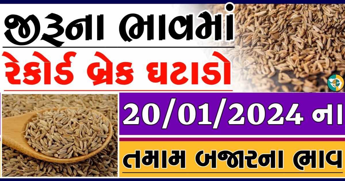 Today 20/01/2024 Jiru Apmc Rate આજના જીરુના બજાર ભાવ gkmarugujarat.com