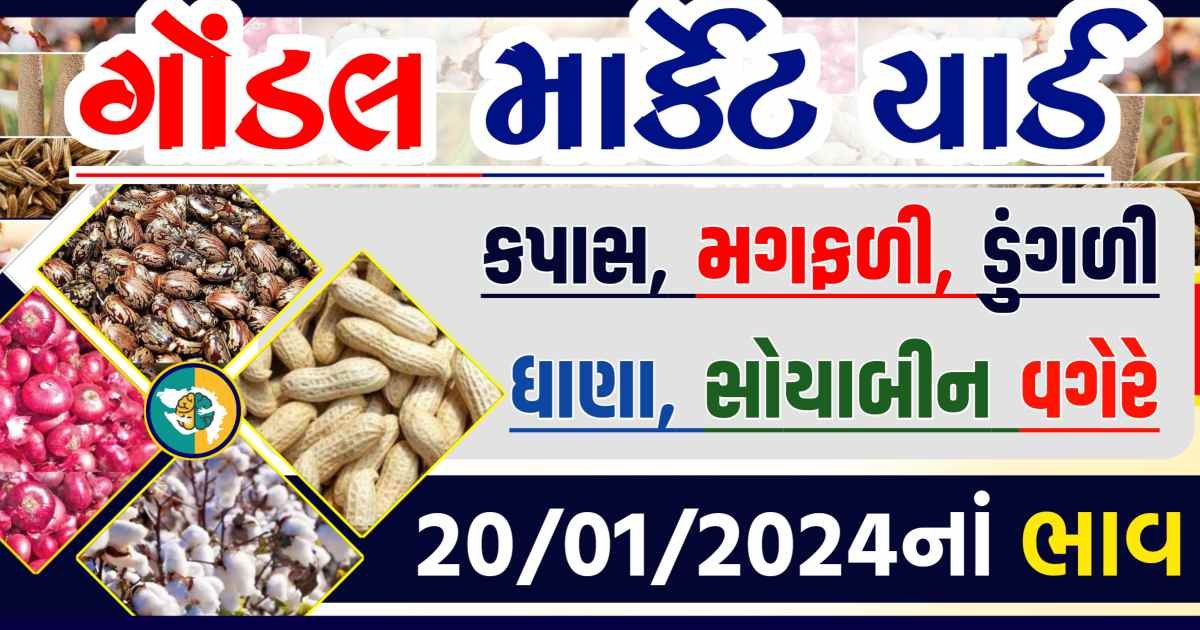 Today 20/01/2024 Gondal Apmc Rate આજના ગોંડલ માર્કેટ યાર્ડના બજાર ભાવ gkmarugujarat.com