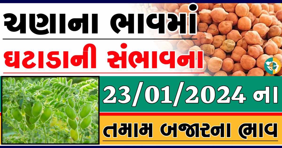 Today 23/01/2024 Chickpeas Apmc Rate આજના ચણાના બજાર ભાવ gkmarugujarat.com