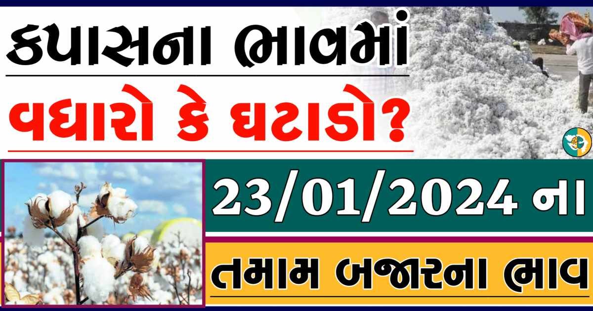 Today 23/01/2024 Cotton Apmc Rate gkmarugujarat.com