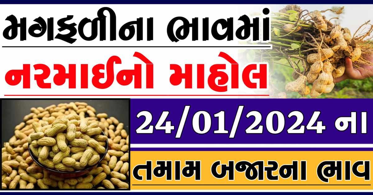 Today 24/01/2024 Peanuts Apmc Rate આજના જાડી અને જીણી મગફળીના બજાર ભાવ Gkmarugujarat.com