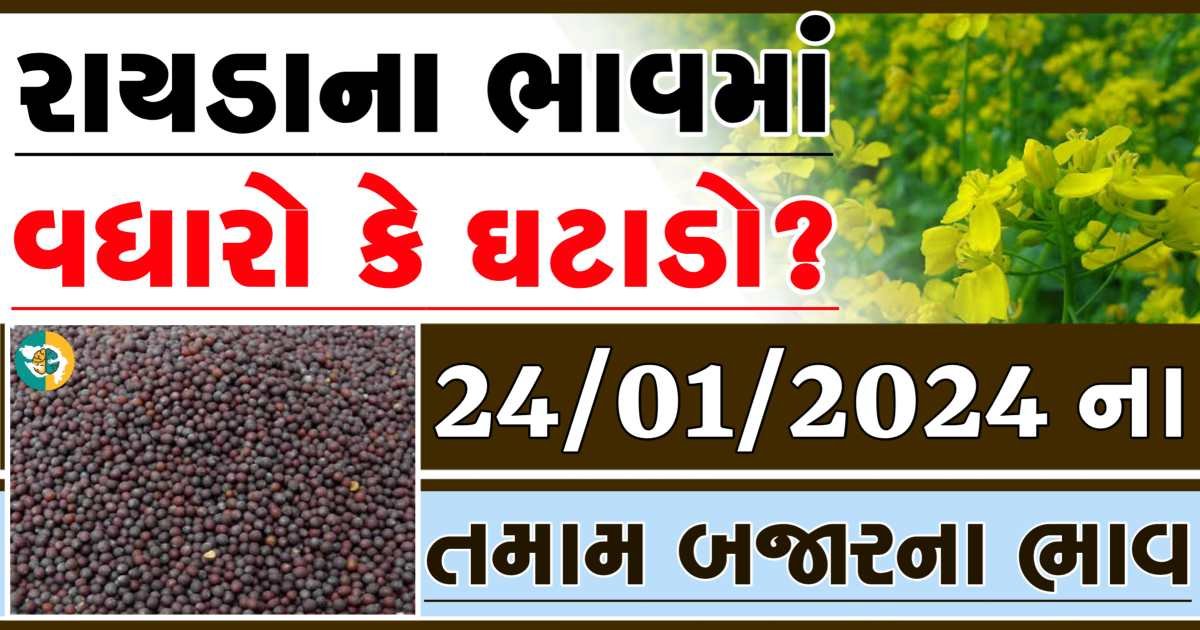 Today 24/01/2024 Rayda Apmc Rate આજના રાયડાના બજાર ભાવ gkmarugujarat.com