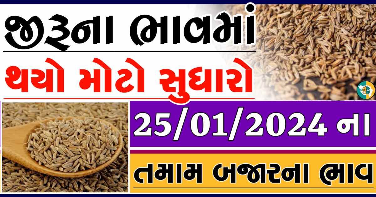 Today 25/01/2024 Jiru Apmc Rate આજના જીરુના બજાર ભાવ gkmarugujarat.com