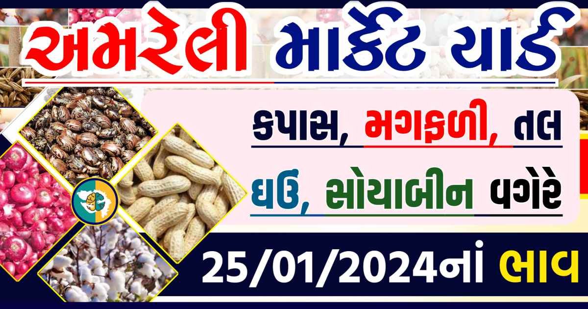 Today 25/01/2024 Amreli Apmc Rate આજના અમરેલીના બજાર ભાવ Gkmarugujarat.com