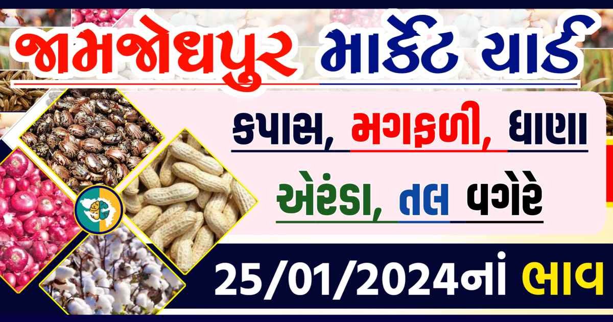 Today 25/01/2024 Jamjodhpur Apmc Rate આજના જામજોધપુરના બજાર ભાવ Gkmarugujarat.com