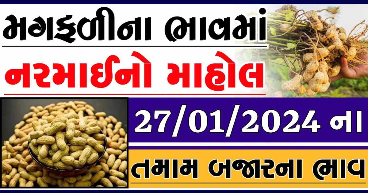 Today 27/01/2024 Peanuts Apmc Rate આજના જાડી અને જીણી મગફળીના બજાર ભાવ Gkmarugujarat.com