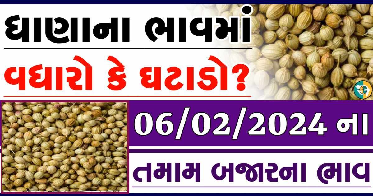 Today 06/02/2024 Coriander Apmc Rate આજના ધાણાના બજાર ભાવ gkmarugujarat.com