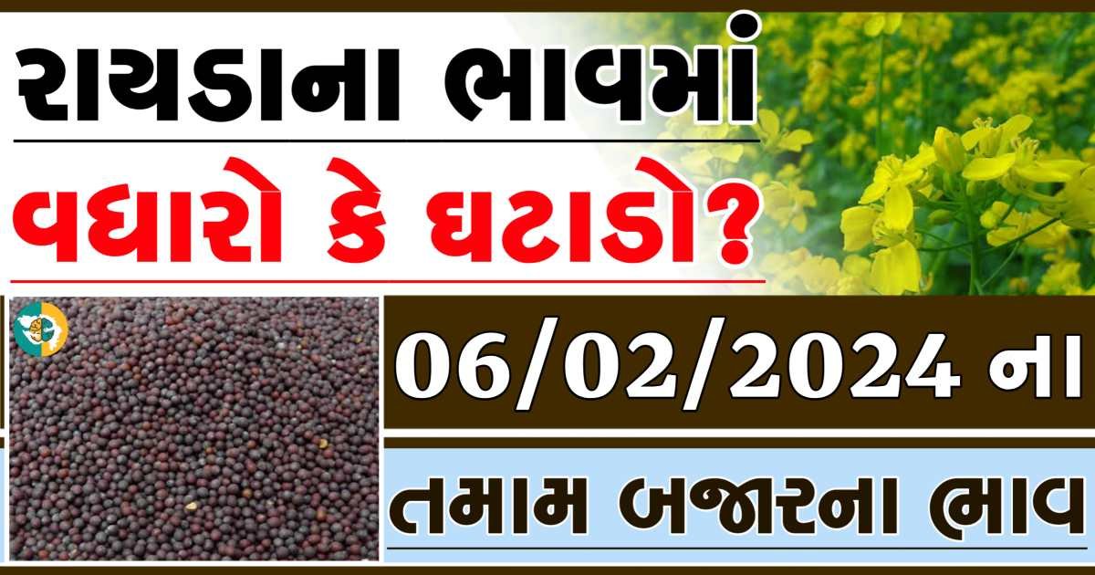 Today 06/02/2024 Rayda Apmc Rate આજના રાયડાના બજાર ભાવ gkmarugujarat.com