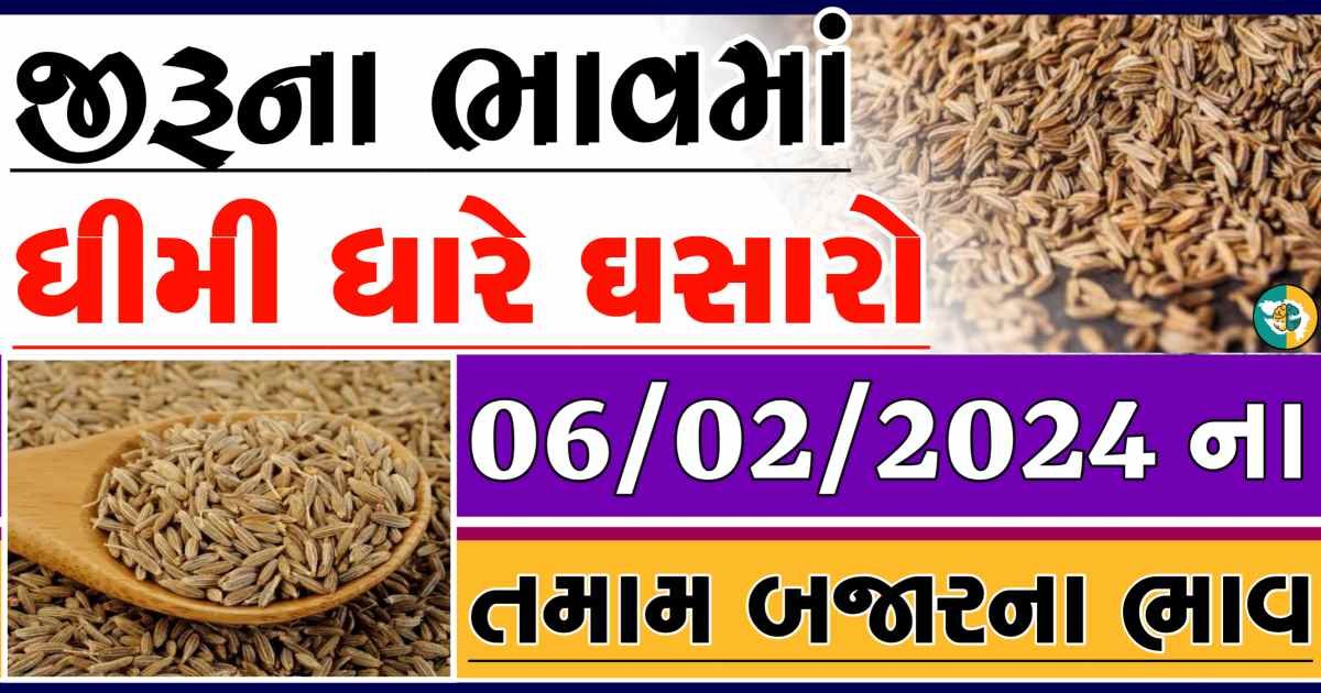 Today 06/02/2024 Jiru Apmc Rate આજના જીરુના બજાર ભાવ gkmarugujarat.com