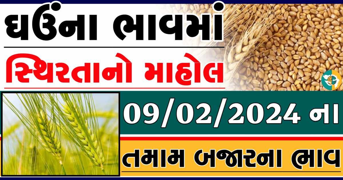 Today 09/02/2023 Wheat Apmc Rate આજના લોકવન અને ટુકડા ઘઉંના બજાર ભાવ gkmarugujarat.com