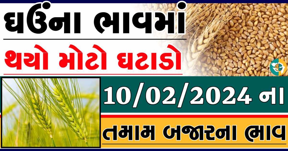 Today 10/02/2023 Wheat Apmc Rate આજના લોકવન અને ટુકડા ઘઉંના બજાર ભાવ gkmarugujarat.com