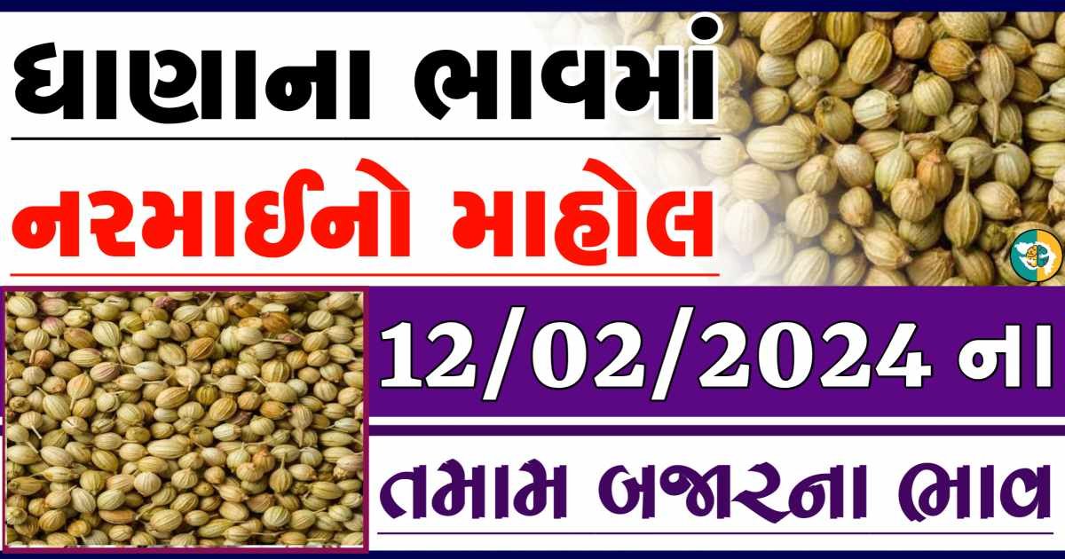 Today 12/02/2024 Coriander Apmc Rate આજના ધાણાના બજાર ભાવ gkmarugujarat.com