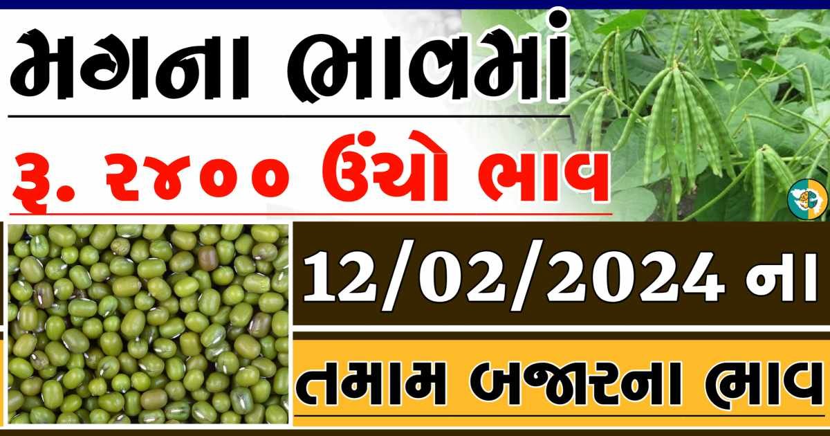 Today 12/02/2024 Mag Apmc Rate આજના મગના બજાર ભાવ gkmarugujarat.com