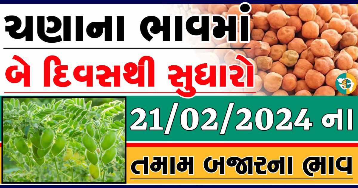 Today 21/02/2024 Chickpeas Apmc Rate આજના ચણાના બજાર ભાવ gkmarugujarat.com