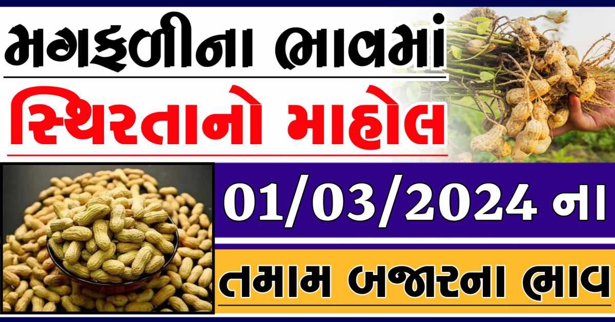 Today 01/03/2024 Peanuts Apmc Rate આજના જાડી અને જીણી મગફળીના બજાર ભાવ Gkmarugujarat.com