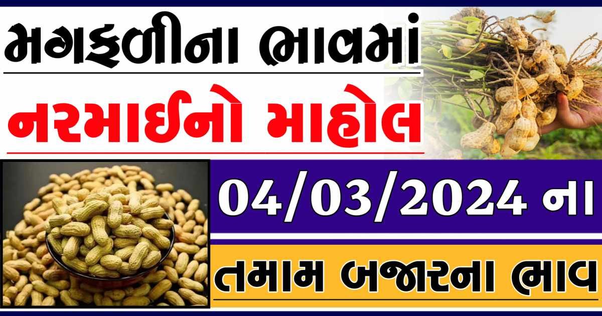 Today 04/03/2024 Peanuts Apmc Rate આજના જાડી અને જીણી મગફળીના બજાર ભાવ Gkmarugujarat.com