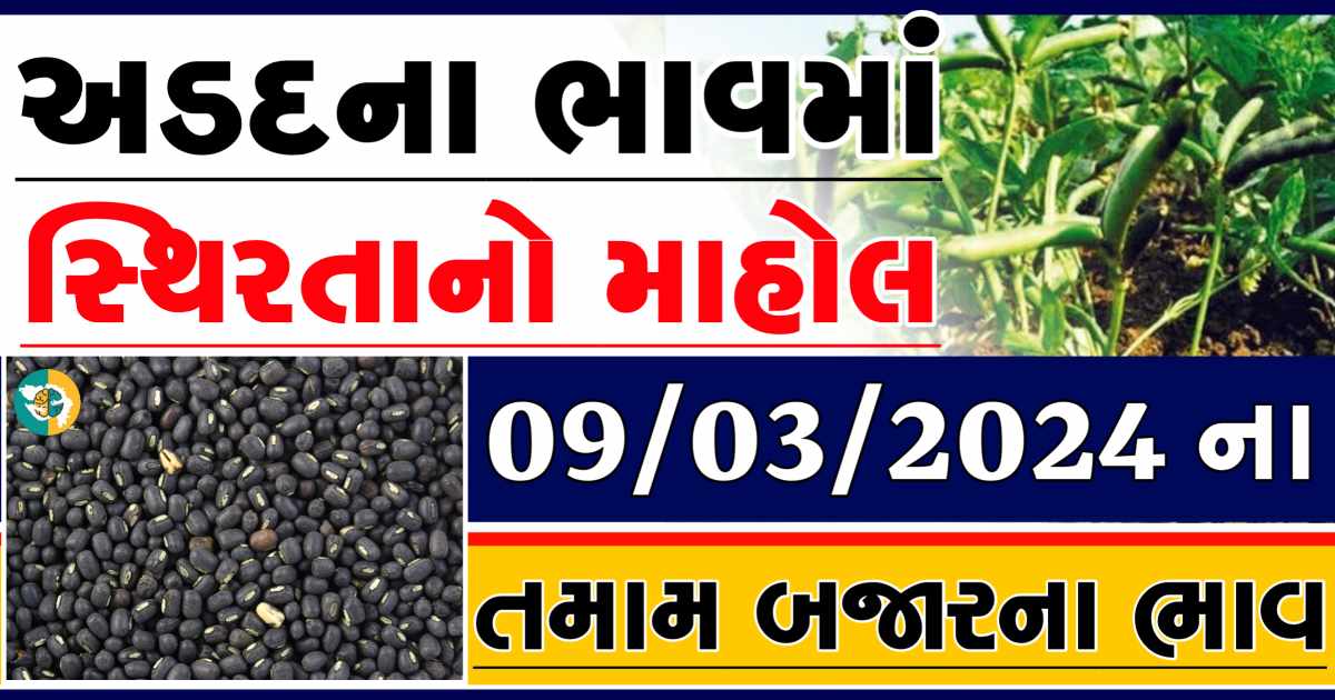 Today 09/03/2024 Arad Apmc Rate આજના અડદના બજાર ભાવ gkmarugujarat.com