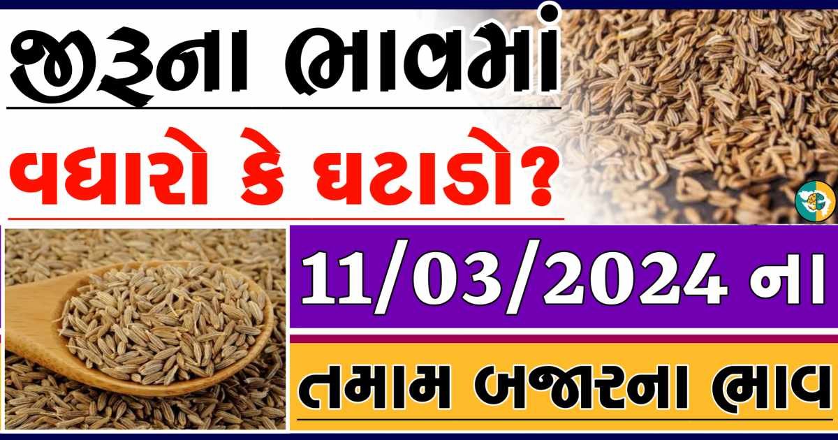 Today 11/03/2024 Jiru Apmc Rate આજના જીરુના બજાર ભાવ gkmarugujarat.com