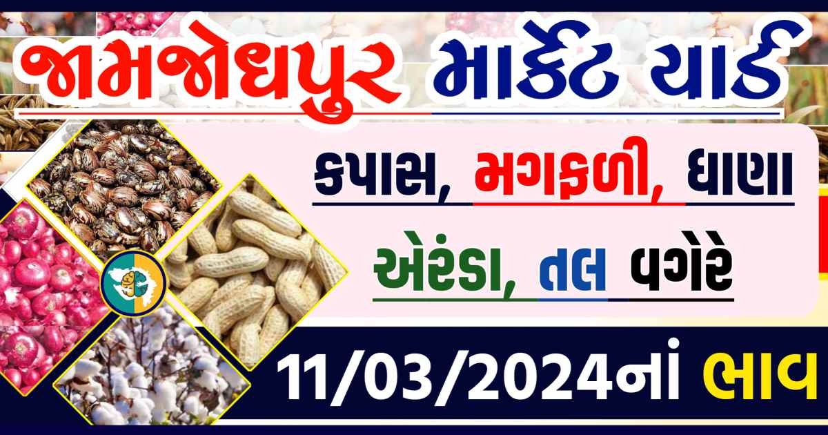 Today 11/03/2024 Jamjodhpur Apmc Rate આજના જામજોધપુરના બજાર ભાવ Gkmarugujarat.com