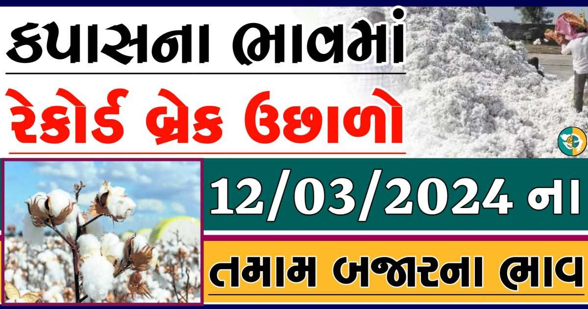 Today 12/03/2024 Cotton Apmc Rate gkmarugujarat.com