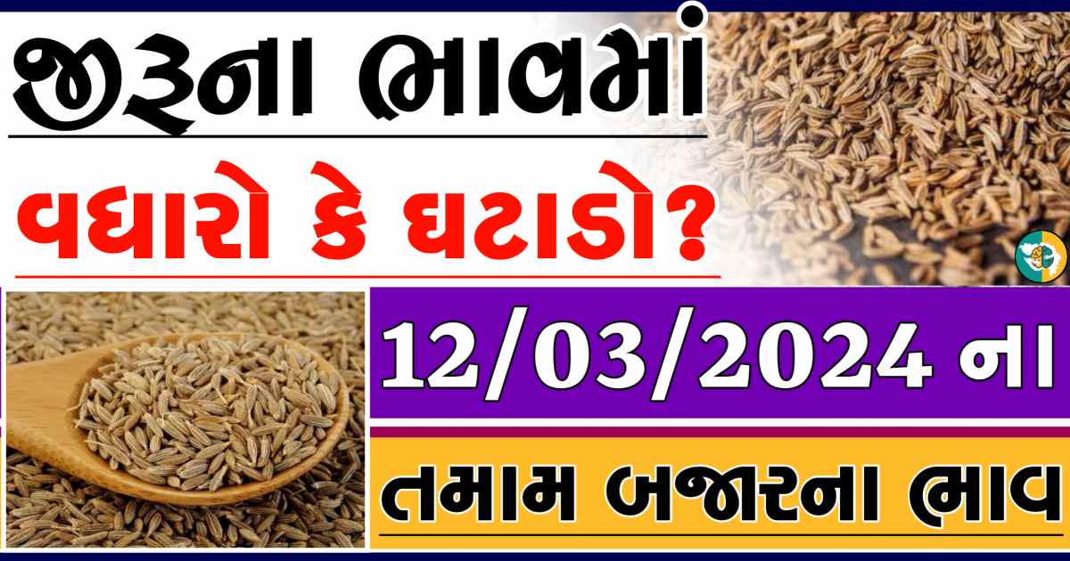 Today 12/03/2024 Jiru Apmc Rate આજના જીરુના બજાર ભાવ gkmarugujarat.com