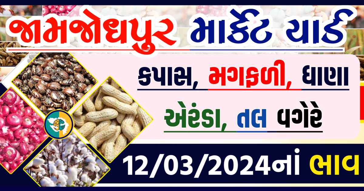 Today 12/03/2024 Jamjodhpur Apmc Rate આજના જામજોધપુરના બજાર ભાવ Gkmarugujarat.com